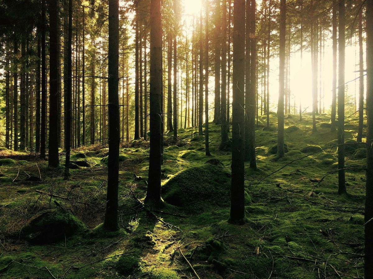 Stillafull skog med sol genom träden och ett grönt täcke av mossa